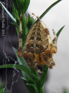 garden cross spider (Araneus diadematus) Kenneth Noble